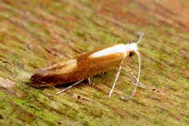 Attēlu rezultāti vaicājumam “Argyresthia albistria”
