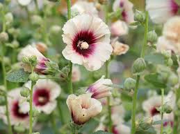 Image result for Alcea rosea `Appleblossom`