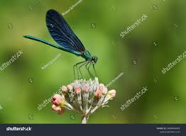 Attēlu rezultāti vaicājumam “Calopteryx virgo male”