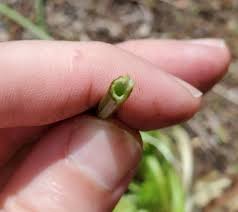 Attēlu rezultāti vaicājumam “Hypochaeris radicata bud”