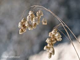 Attēlu rezultāti vaicājumam “Briza media fruit”