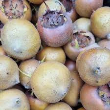 Attēlu rezultāti vaicājumam “Mespilus germanica fruit”