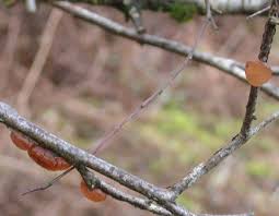 Attēlu rezultāti vaicājumam “Exidia repanda”