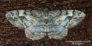 Attēlu rezultāti vaicājumam “Alcis repandata”