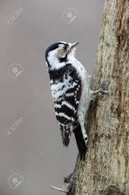 Attēlu rezultāti vaicājumam “Dendrocopos minor”