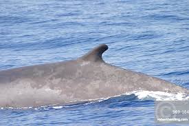 Image result for Balaenoptera physalus