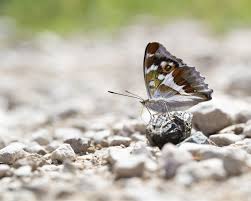 Attēlu rezultāti vaicājumam “Apatura iris underside”