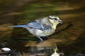 Attēlu rezultāti vaicājumam “Cyanistes caeruleus juvenile”