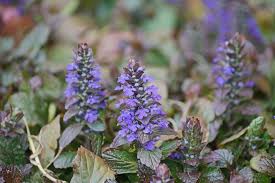 Attēlu rezultāti vaicājumam “Ajuga reptans leaf”