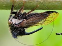 Attēlu rezultāti vaicājumam “Centrotus cornutus”