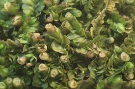 Attēlu rezultāti vaicājumam “Jungermannia hyalina cells”