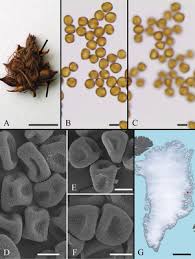Attēlu rezultāti vaicājumam “Sphacelotheca hydropiperis”