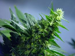 Attēlu rezultāti vaicājumam “Cannabis sativa”