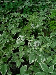 Attēlu rezultāti vaicājumam “Aegopodium podagraria leaf”