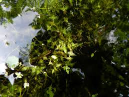 Attēlu rezultāti vaicājumam “Lemna trisulca”