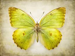 Attēlu rezultāti vaicājumam “Pieridae”