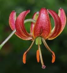Attēlu rezultāti vaicājumam “Lilium martagon bud”