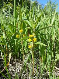 Attēlu rezultāti vaicājumam “Lysimachia thyrsiflora”