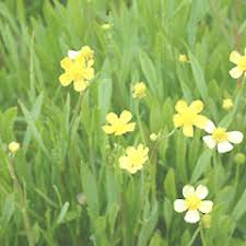 Attēlu rezultāti vaicājumam “Ranunculus flammula fruit”