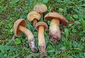Attēlu rezultāti vaicājumam “Boletus luridus”