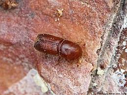 Attēlu rezultāti vaicājumam “Scolytidae”