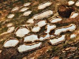 Attēlu rezultāti vaicājumam “Propolis farinosa”