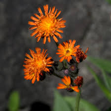 Attēlu rezultāti vaicājumam “Pilosella aurantiaca”
