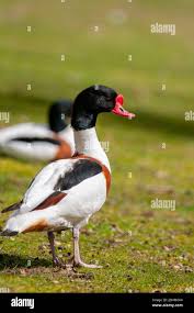 Attēlu rezultāti vaicājumam “Tadorna tadorna male”