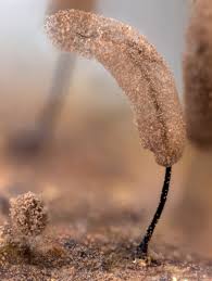 Attēlu rezultāti vaicājumam “Stemonitopsis aequalis var. microspora”