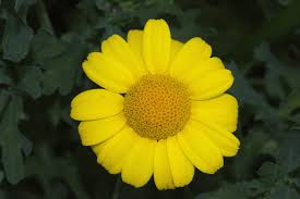 Image result for Chrysanthemum segetum