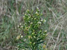 Attēlu rezultāti vaicājumam “Erigeron canadensis”
