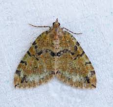 Attēlu rezultāti vaicājumam “Hydriomena furcata”