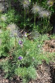 Attēlu rezultāti vaicājumam “Pulsatilla vulgaris flower”