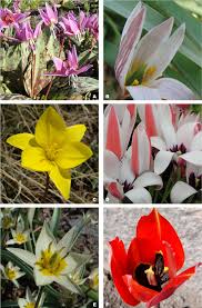 Attēlu rezultāti vaicājumam “Liliaceae”