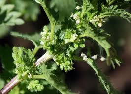 Attēlu rezultāti vaicājumam “Urtica urens”