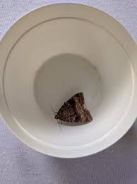 Attēlu rezultāti vaicājumam “Amphipyra pyramidea”