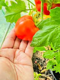 Afbeeldingsresultaat voor erdie family oxheart tomato