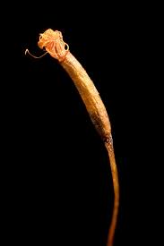 Attēlu rezultāti vaicājumam “Barbula unguiculata macro”