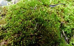 Attēlu rezultāti vaicājumam “Bryum amblyodon sporophyte”