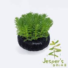 「綠羽毛」的圖片搜尋結果