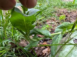 Attēlu rezultāti vaicājumam “Arabis glabra leaf”