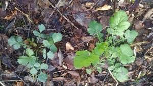 Attēlu rezultāti vaicājumam “Geum urbanum leaf”