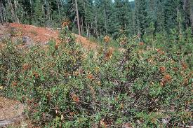 Image result for Cyprinus chilia