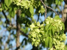 Attēlu rezultāti vaicājumam “Ulmus minor”