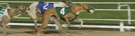 Image result for Reading Greyhound Track