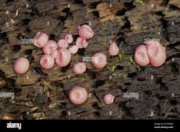 Attēlu rezultāti vaicājumam “Amaurochaete atra young”
