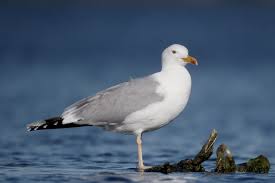 Image result for Larus cachinnans