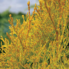 Attēlu rezultāti vaicājumam “Thuja occidentalis flower”
