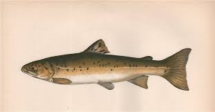 Image result for Salvelinus confluentus