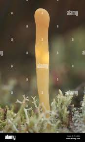 Attēlu rezultāti vaicājumam “Clavaria argillacea”